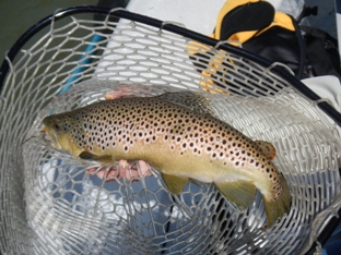 Hiwassee delayed harvest 4