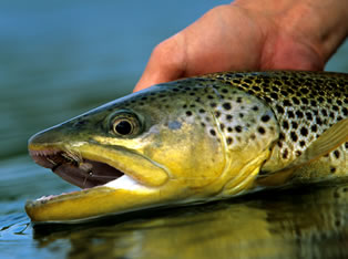 patagonia fly fishing trip