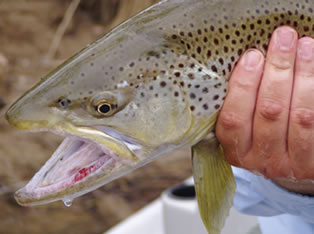 fly fishing the cumberland river