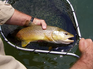 cumberland river guide service