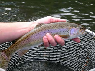 watauga river fly fishing guide service