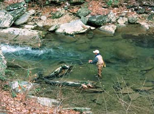 tellico fishing