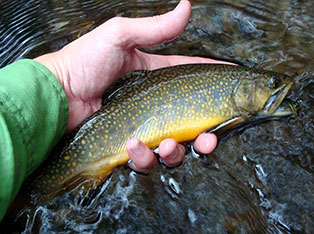 tellico fly fishing