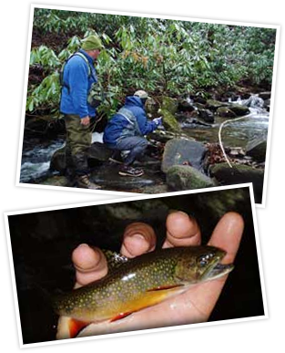 Fly Fishing Wade Trips