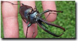 chile-fly-fishing-cantaria-beetle