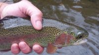 bow
