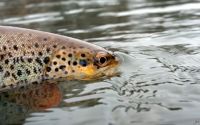 jake_sign_brown