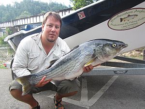 Fly Fishing for Striped Bass on the Hiwassee River