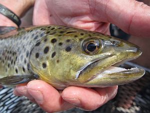 Hiwassee River Brown Trout
